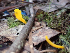 Clavulinopsis amoena