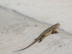 Sceloporus albiventris