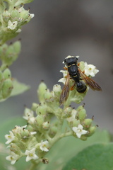 Ectemnius