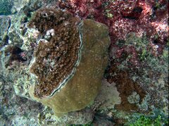 Porites