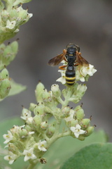 Ectemnius