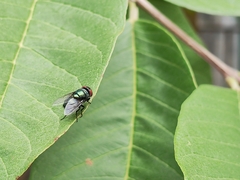 Chrysomya megacephala
