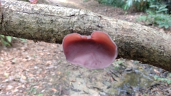 Auricularia fuscosuccinea