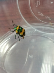 Poecilocoris latus