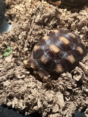 Centrochelys sulcata