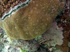 Porites