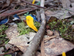 Clavulinopsis amoena