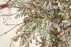Hymenopappus filifolius cinereus