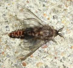 Thyridopteryx ephemeraeformis