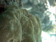 Porites
