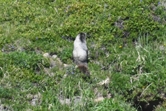 Marmota caligata