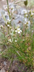 Eremogone capillaris