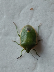 Hemiptera
