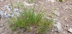 Eremogone capillaris