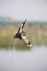 Vanellus indicus