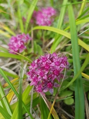 Hylotelephium telephium