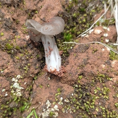 Helvella