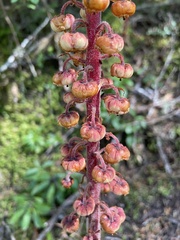 Pterospora andromedea