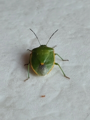 Hemiptera
