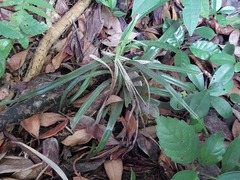 Freycinetia formosana
