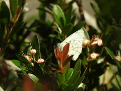 Hesperocharis paranensis