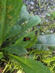 Calopteron