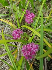 Hylotelephium telephium