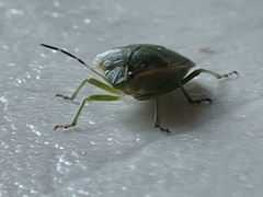 Hemiptera
