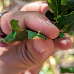 Atrusca clavuloides
