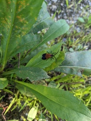 Calopteron