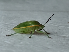 Hemiptera