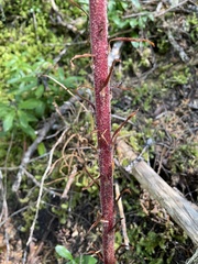 Pterospora andromedea