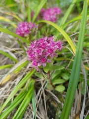 Hylotelephium telephium