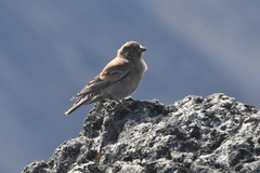 Leucosticte tephrocotis
