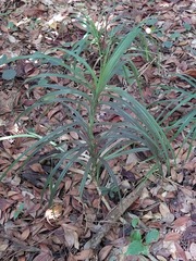 Freycinetia formosana