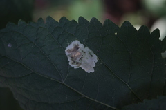 Calycomyza