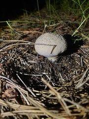 Lycoperdon