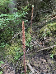 Pterospora andromedea