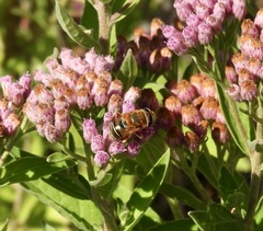 Palpada mexicana