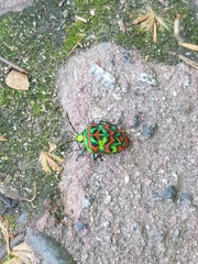 Poecilocoris splendidulus