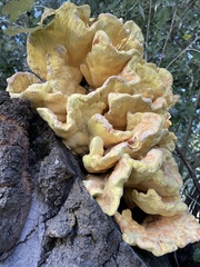 Laetiporus conifericola