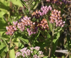Palpada mexicana