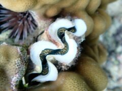 Tridacna maxima
