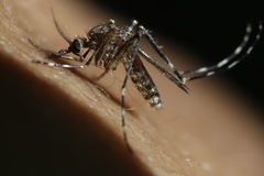 Coquillettidia perturbans