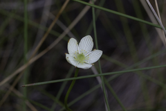 Parnassia glauca