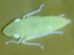 Graphocephala