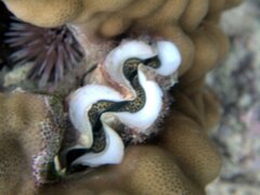 Tridacna maxima
