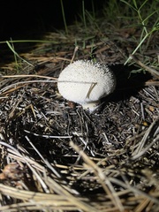 Lycoperdon