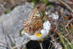 Boloria freija