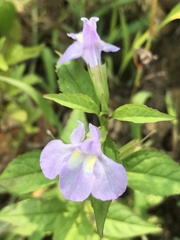 Mimulus alatus